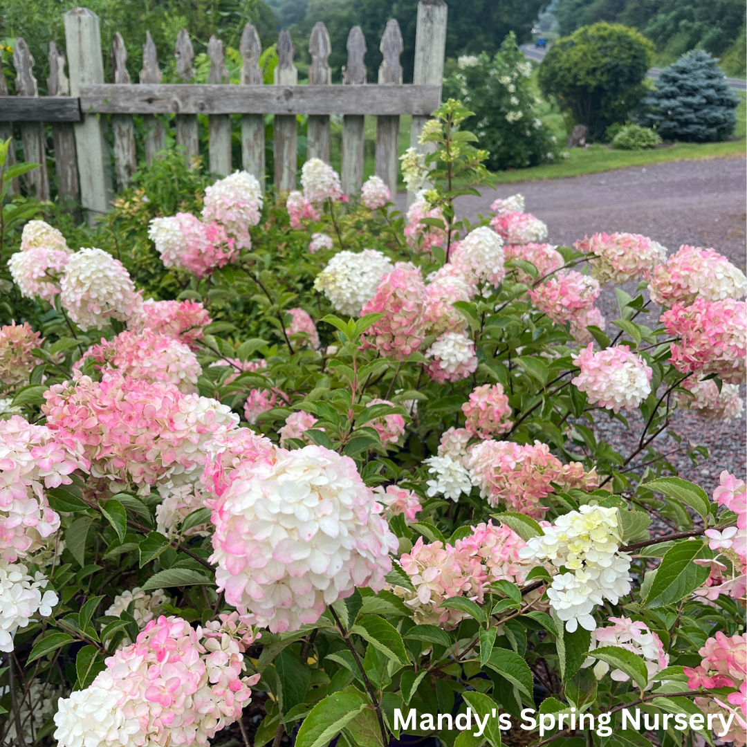 Berry White Hydrangea | Hydrangea paniculata