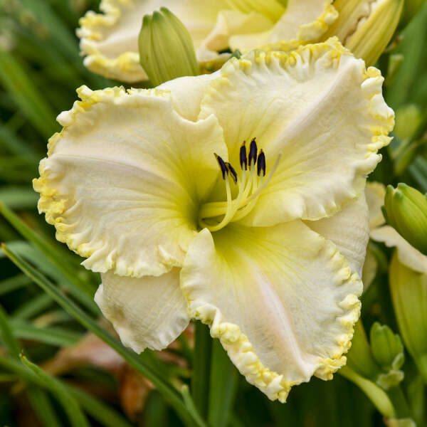 'Marquee Moon' Daylily | Hemerocallis