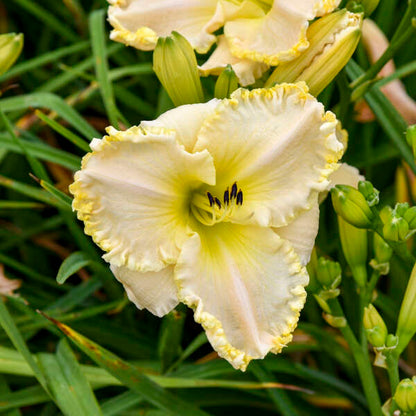 'Marquee Moon' Daylily | Hemerocallis