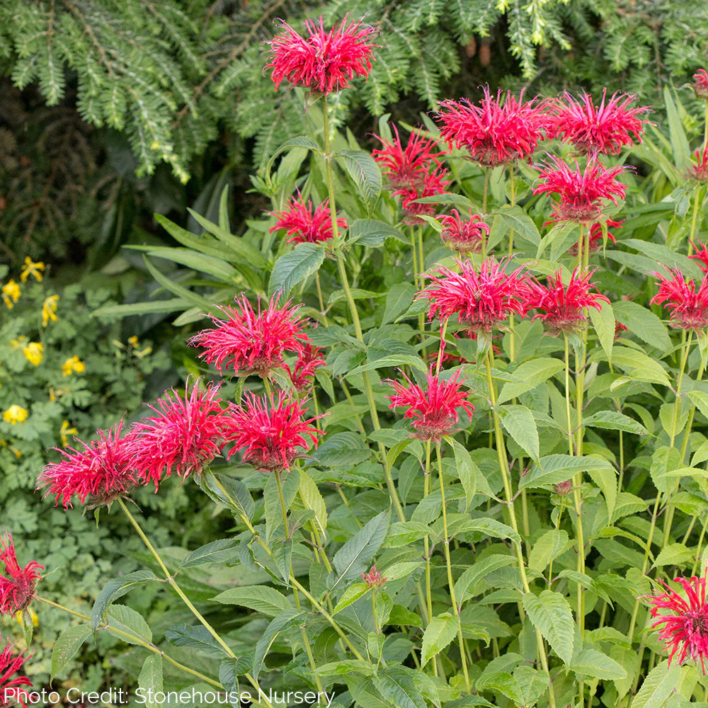 Fire Marshall Bee Balm | Monarda didyma