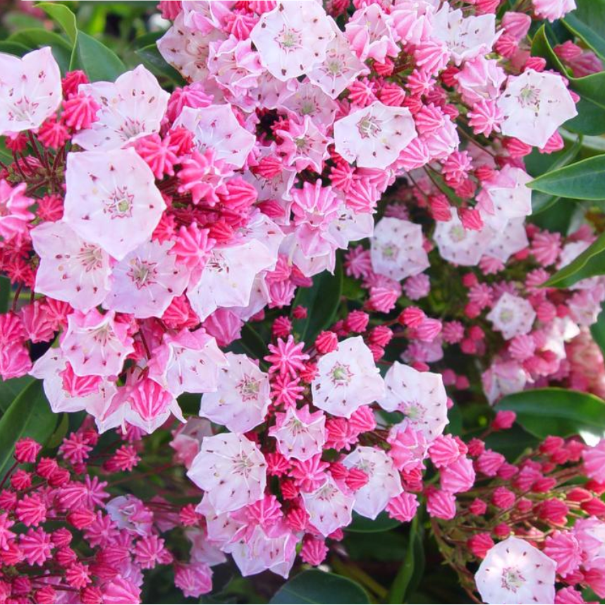 'Nathan Hale' Mountain Laurel | Kalmia Latifolia