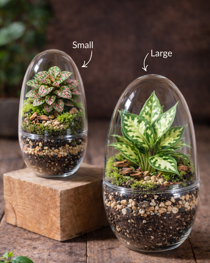 Make Your Own Terrarium Workshop - Feb 19 @ 10 AM @ Canopy Saratoga