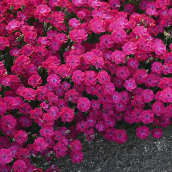 'Paint the Town Red' Dianthus
