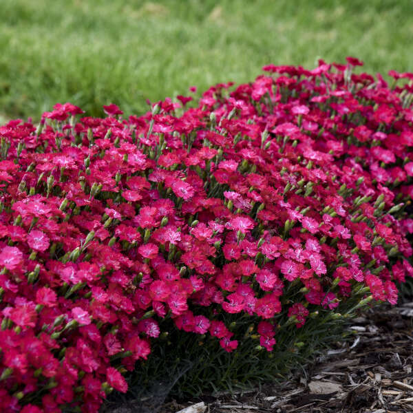 'Paint the Town Red' Dianthus