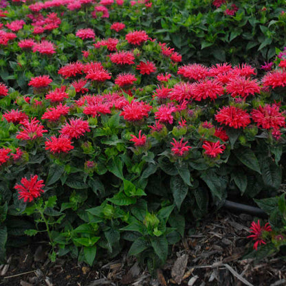 'Pardon My Cerise' Bee Balm | Monarda didyma