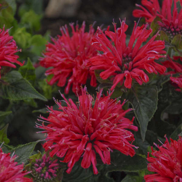 'Pardon My Cerise' Bee Balm | Monarda didyma