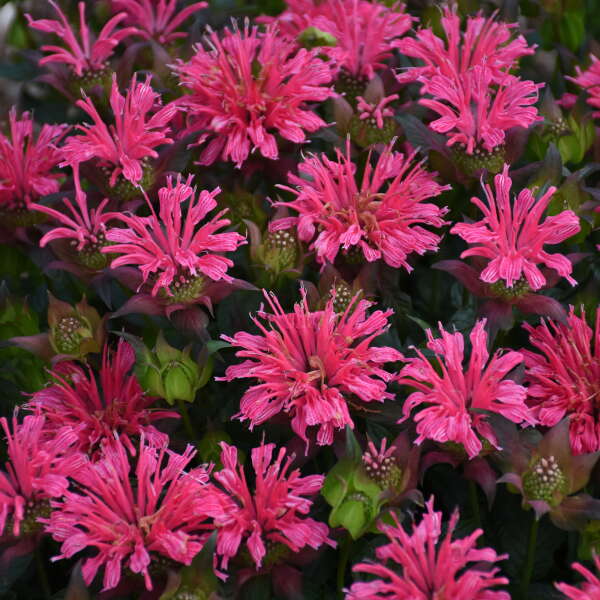 'Pardon My Rose' Bee Balm | Monarda didyma