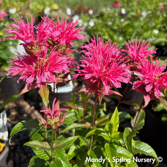 'Pardon My Rose' Bee Balm | Monarda didyma
