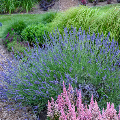 'Phenomenal®' English Lavender | Lavandula intermedia