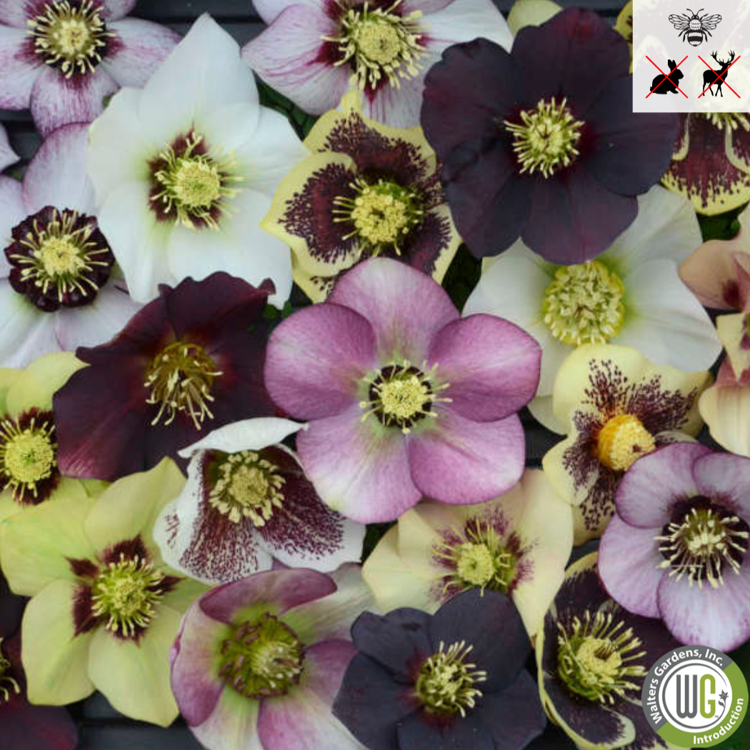 HONEYMOON® Mixed Lenton Rose | Hellebores