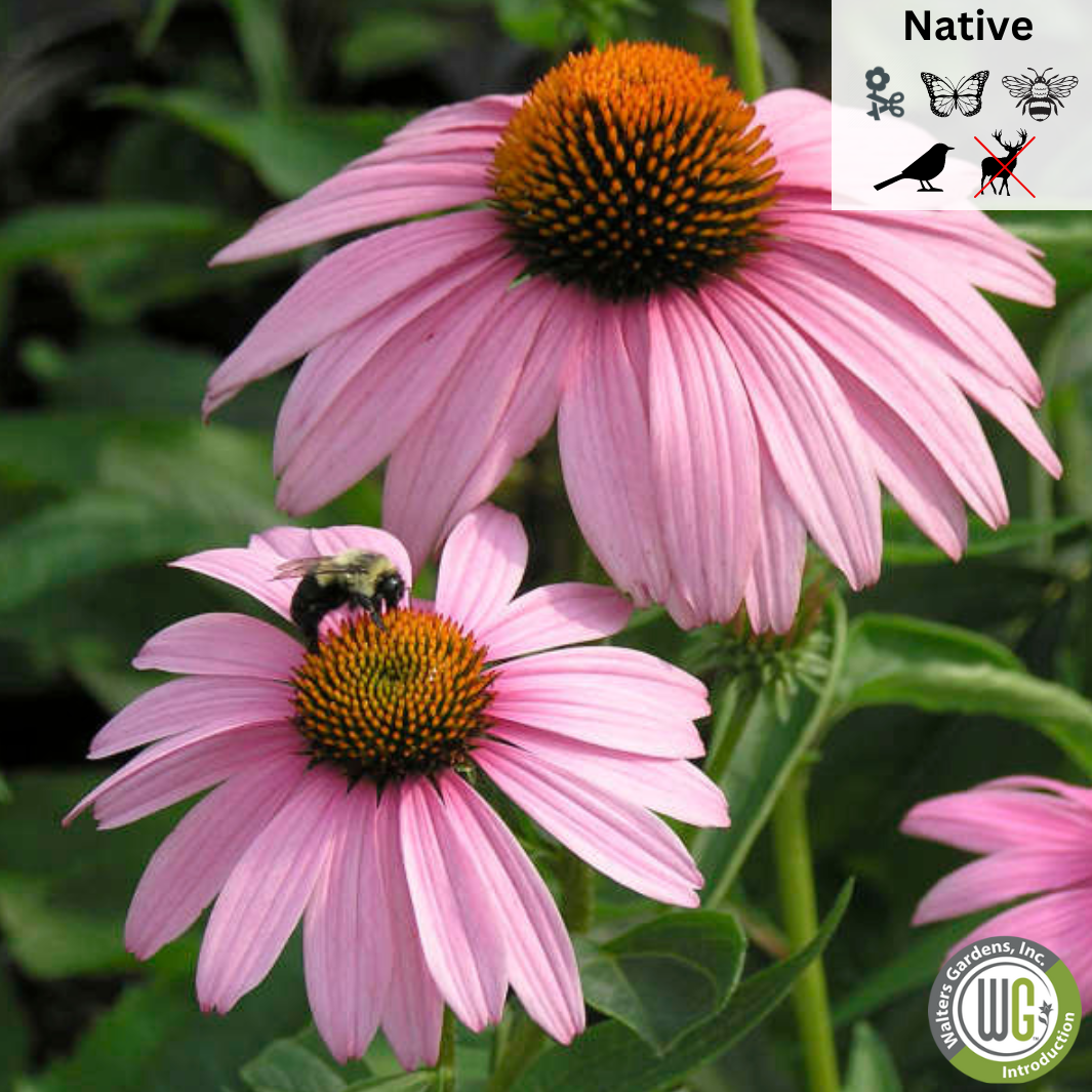 'Magnus' Coneflower |  Echinacea purpurea 'Magnus'