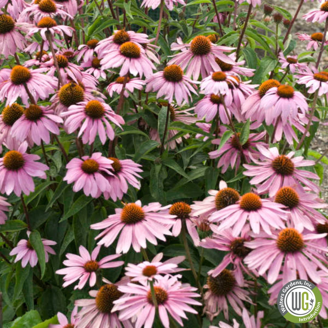 'Magnus' Coneflower |  Echinacea purpurea 'Magnus'