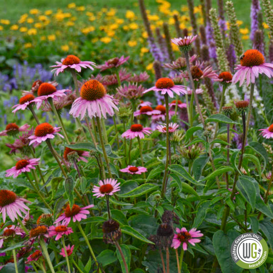 'Magnus' Coneflower |  Echinacea purpurea 'Magnus'