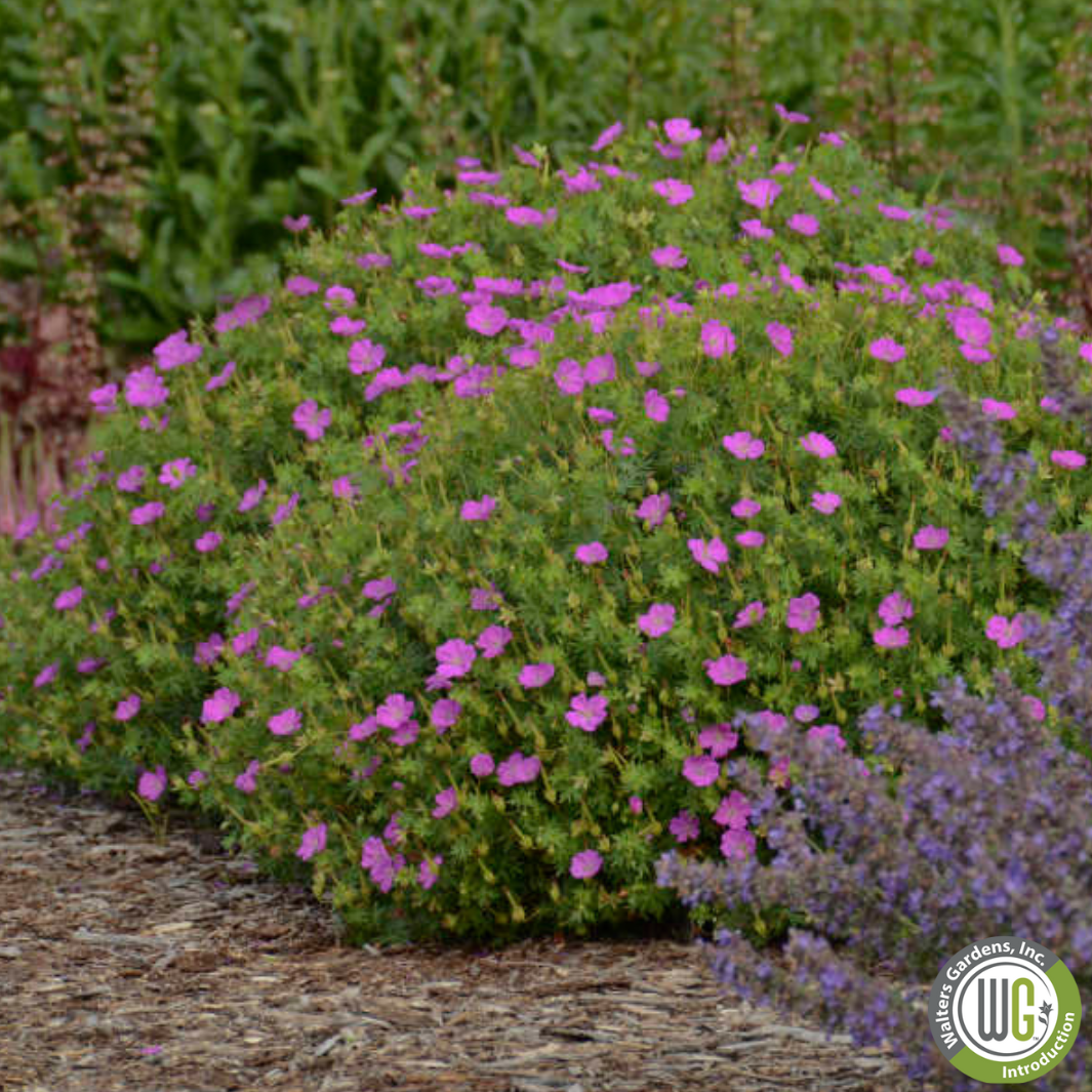 'New Hampshire Purple' Hardy Geranium | Geranium sanguineum