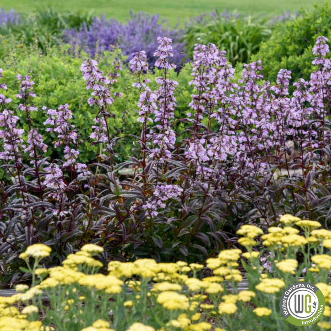 'Blackbeard' Beardtongue | Penstemon 'Blackbeard'