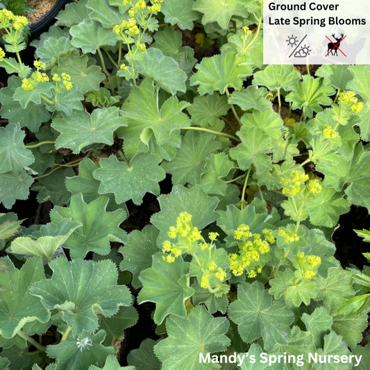 Lady's Mantle ‘Thriller’ | Alchemilla mollis