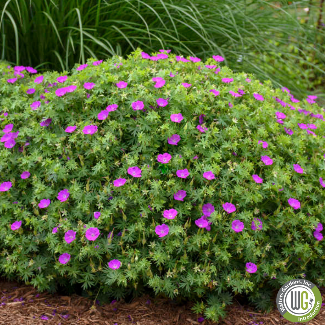 'New Hampshire Purple' Hardy Geranium | Geranium sanguineum