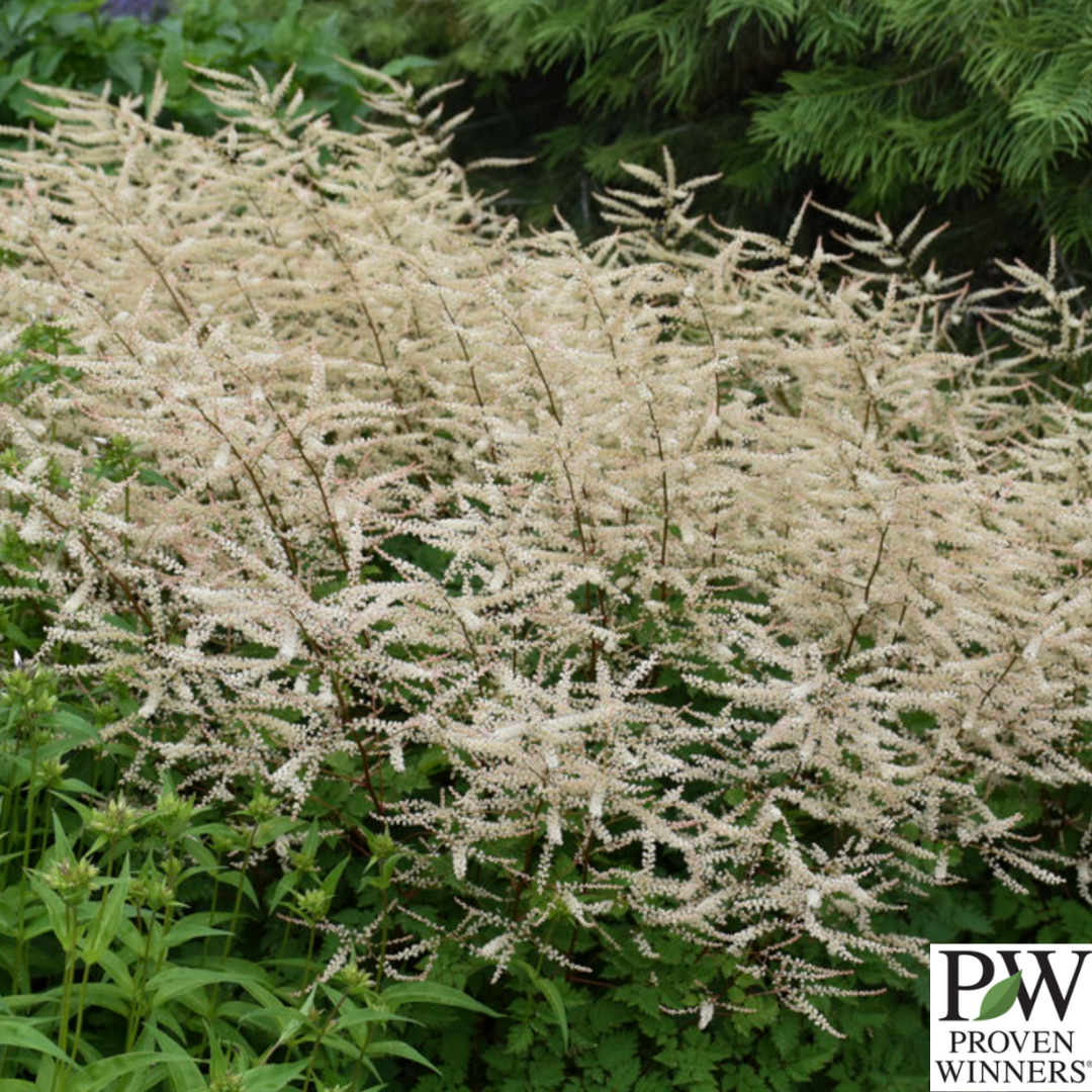 'Chantilly Lace' Goat's Beard | Aruncus 'Chantilly Lace'