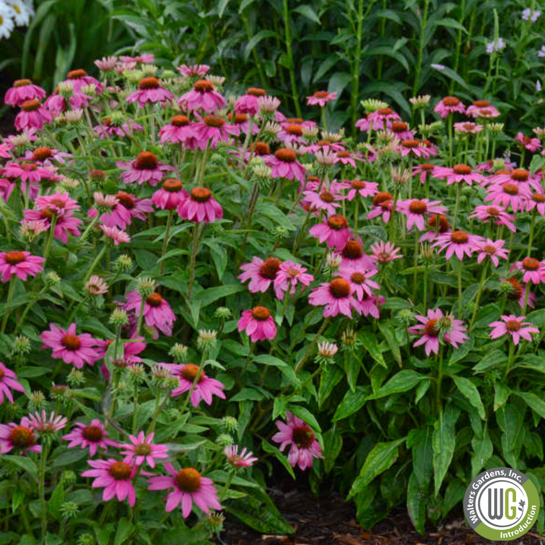 'PowWow Wild Berry' Coneflower | Echinacea purpurea 'PowWow Wild Berry'