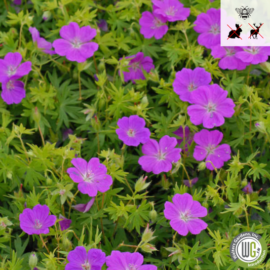 'New Hampshire Purple' Hardy Geranium | Geranium sanguineum