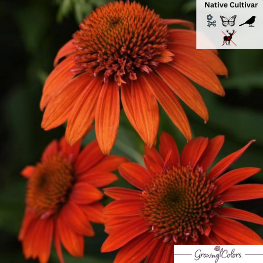 'Sombrero® Fiesta Orange' Coneflower | Echinacea