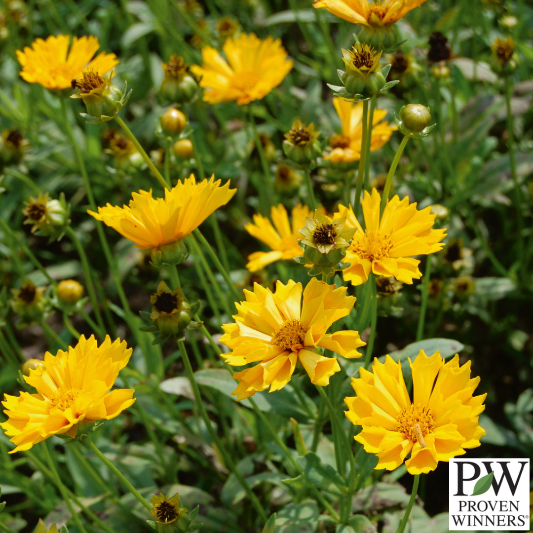 'Jethro Tull' Tickseed | Coreopsis 'Jethro Tull'