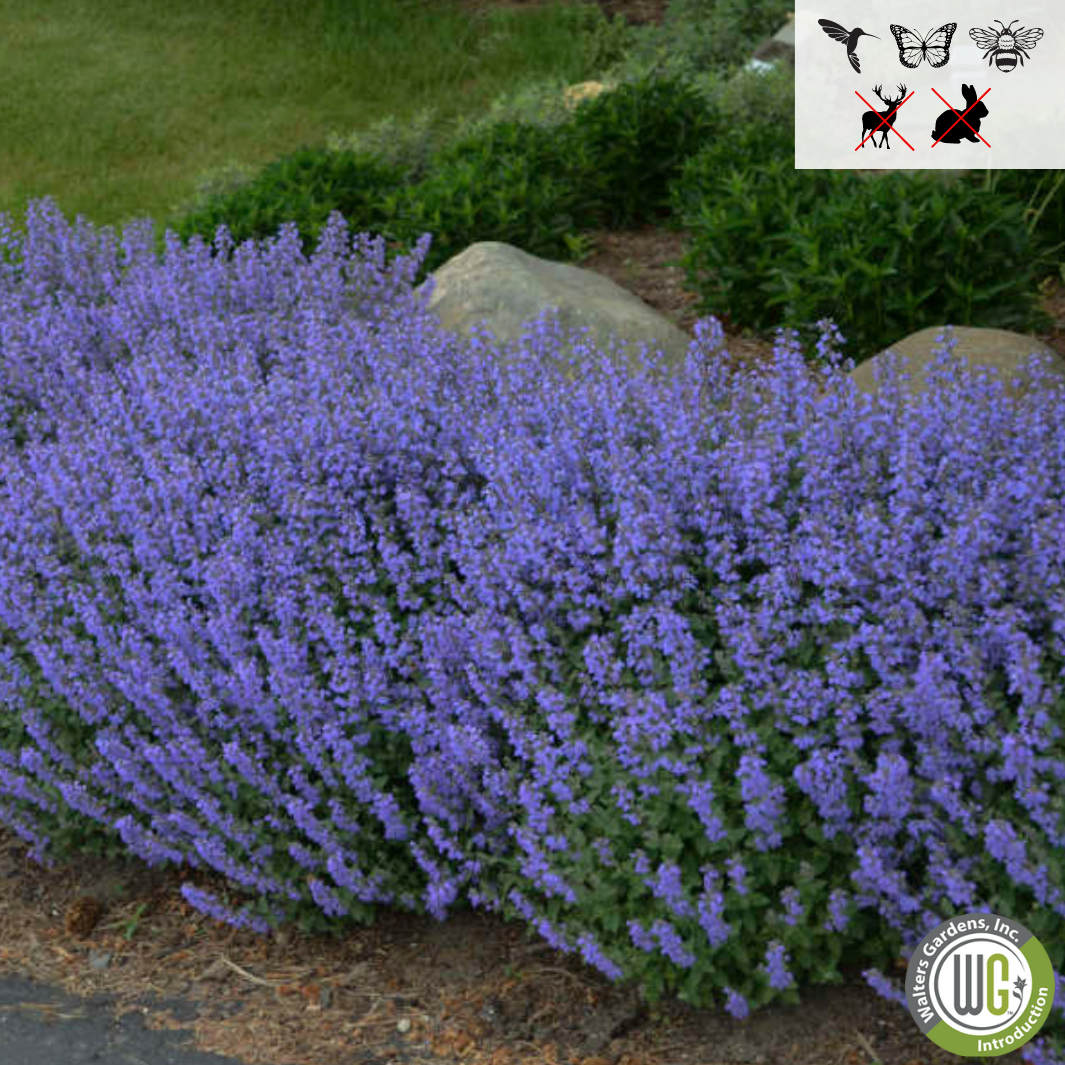 Purrsian Blue Catmint | Nepeta faassenii 'Purrsian Blue'