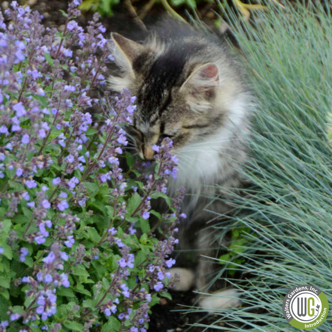 Purrsian Blue Catmint | Nepeta faassenii 'Purrsian Blue'