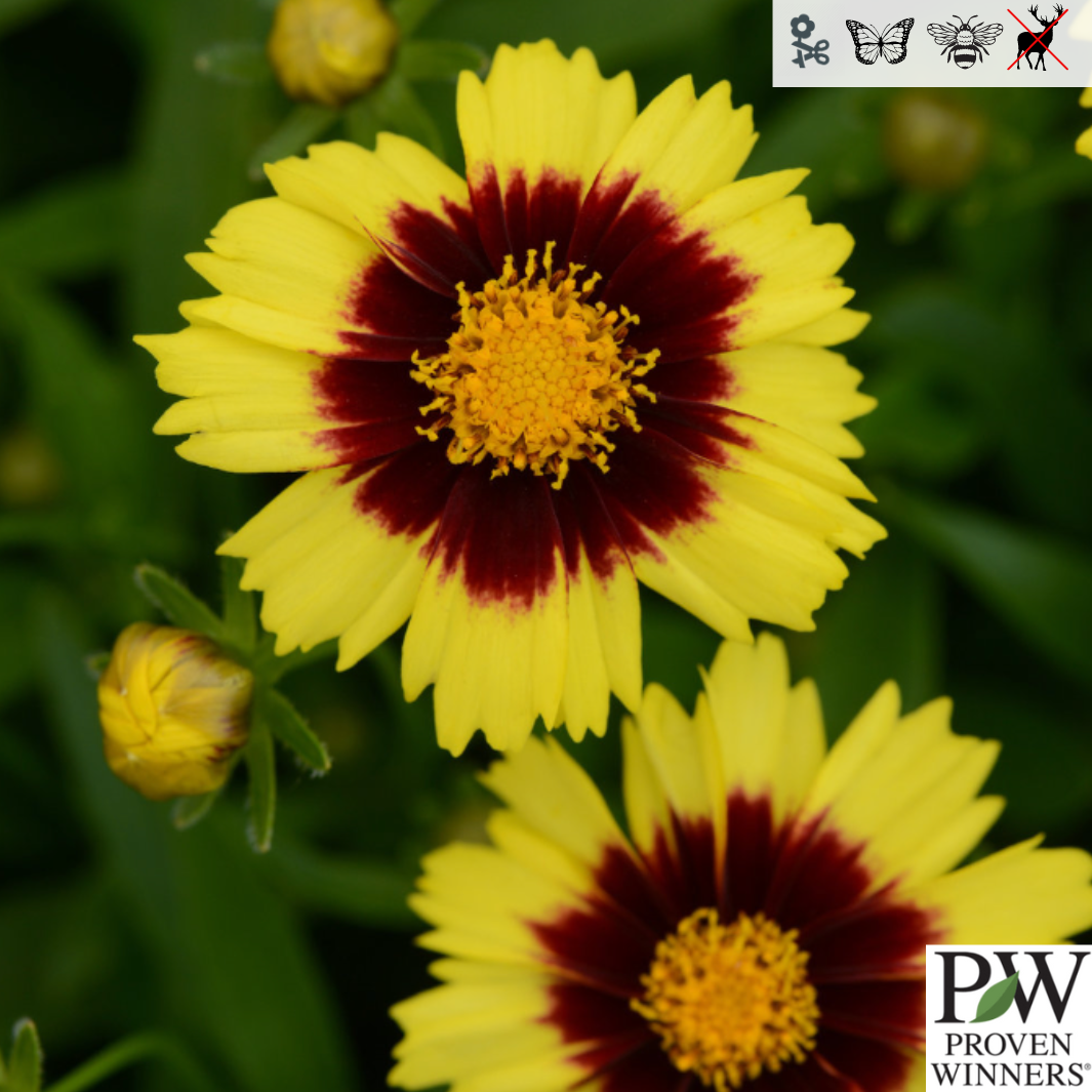 Uptick™ Yellow & Red Tickseed | Coreopsis hybrid