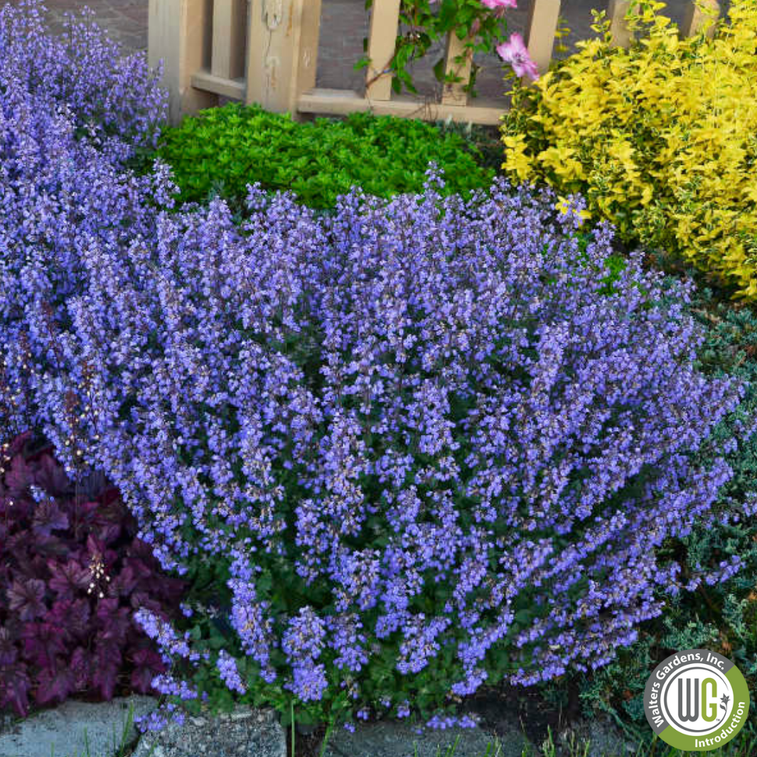 Purrsian Blue Catmint | Nepeta faassenii 'Purrsian Blue'