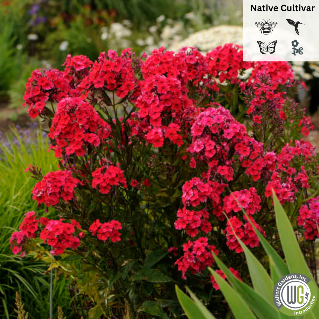 Red Riding Hood' Garden Phlox | Phlox paniculata