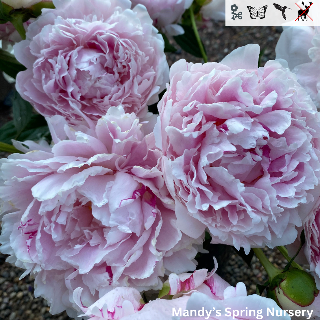 Sarah Bernhardt Peony | Paeonia 'Sarah Bernhardt'