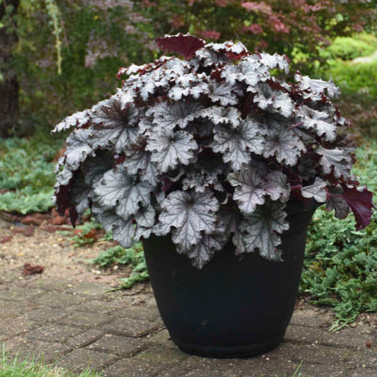 'Prom Dress' Coral Bells | Heuchera