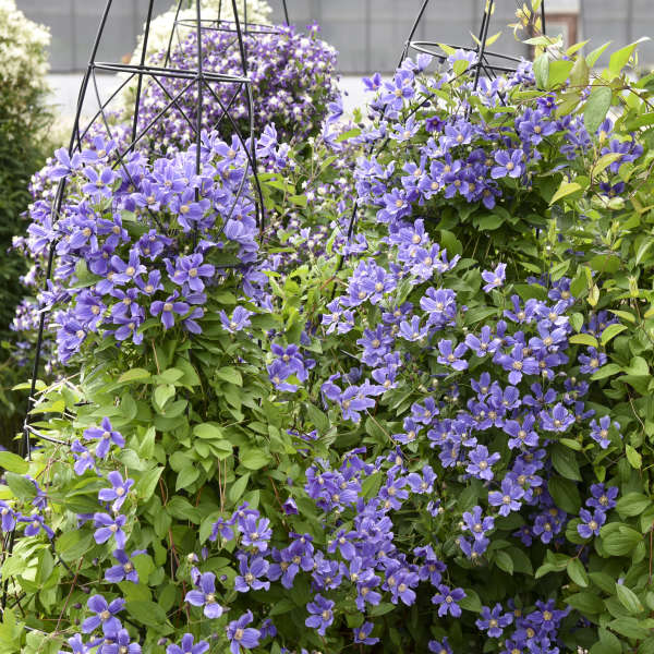 'Rain Dance' Reblooming Bush Clematis
