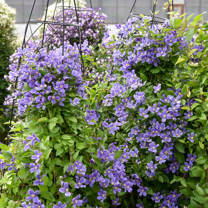 'Rain Dance' Reblooming Bush Clematis