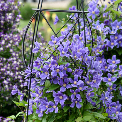 'Rain Dance' Reblooming Bush Clematis