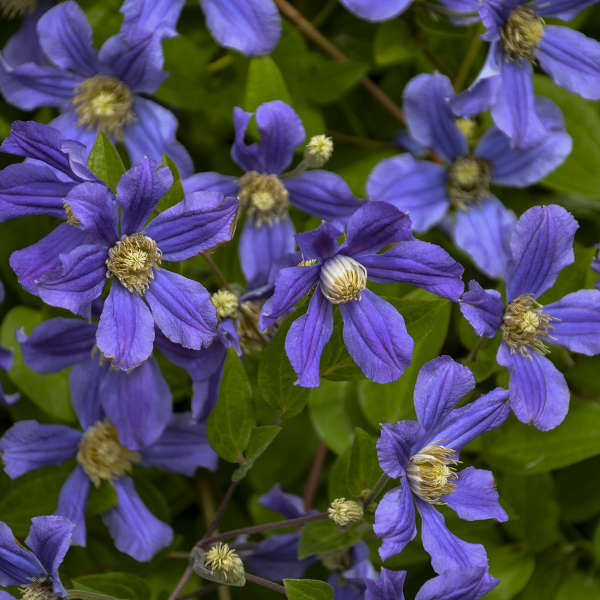 'Rain Dance' Reblooming Bush Clematis