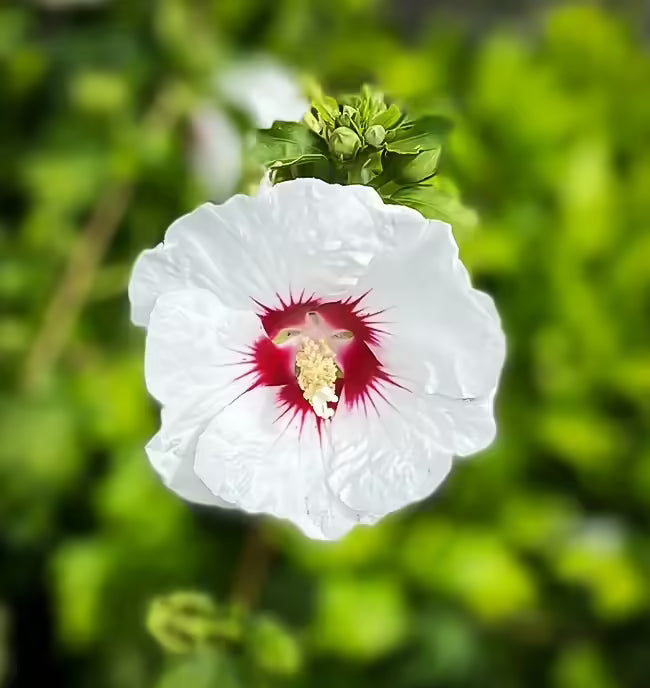 'Red Heart' Rose of Sharon | Hibiscus syriacus