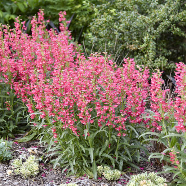 'Rose Rhinestones' Bearded Penstemon | Penstemon barbatus