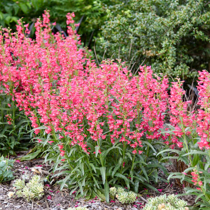 'Rose Rhinestones' Bearded Penstemon | Penstemon barbatus