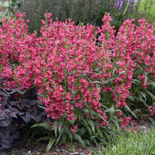 'Rose Rhinestones' Bearded Penstemon | Penstemon barbatus