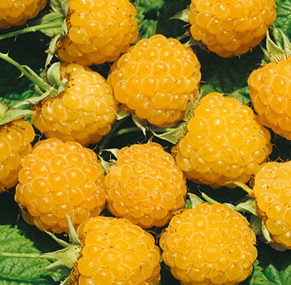 Fall Gold Raspberry | Rubus