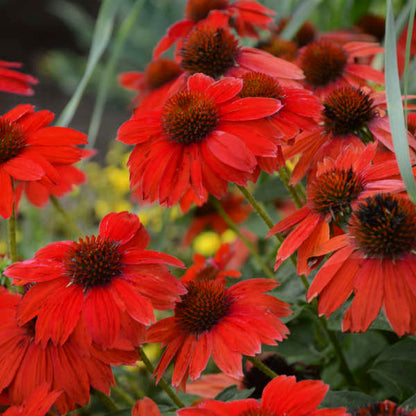 SOMBRERO® Salsa Red Coneflower | Echinacea hybrid