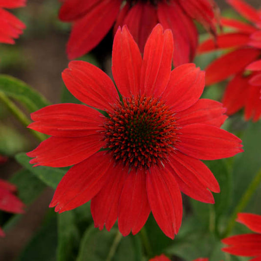 SOMBRERO® Salsa Red Coneflower | Echinacea hybrid