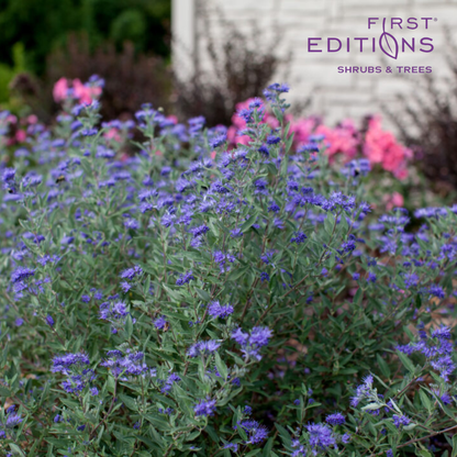 Sapphire Surf™ Bluebeard | Caryopteris x clandonensis 'Blauer Splatz'