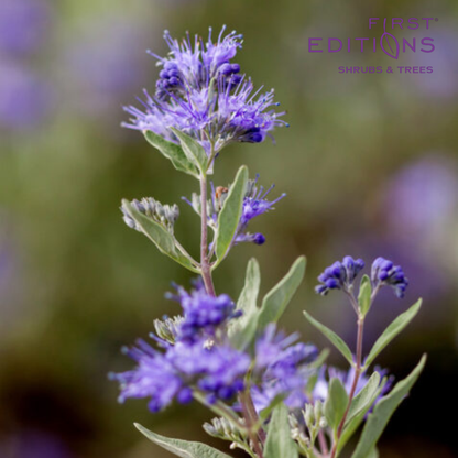 Sapphire Surf™ Bluebeard | Caryopteris x clandonensis 'Blauer Splatz'