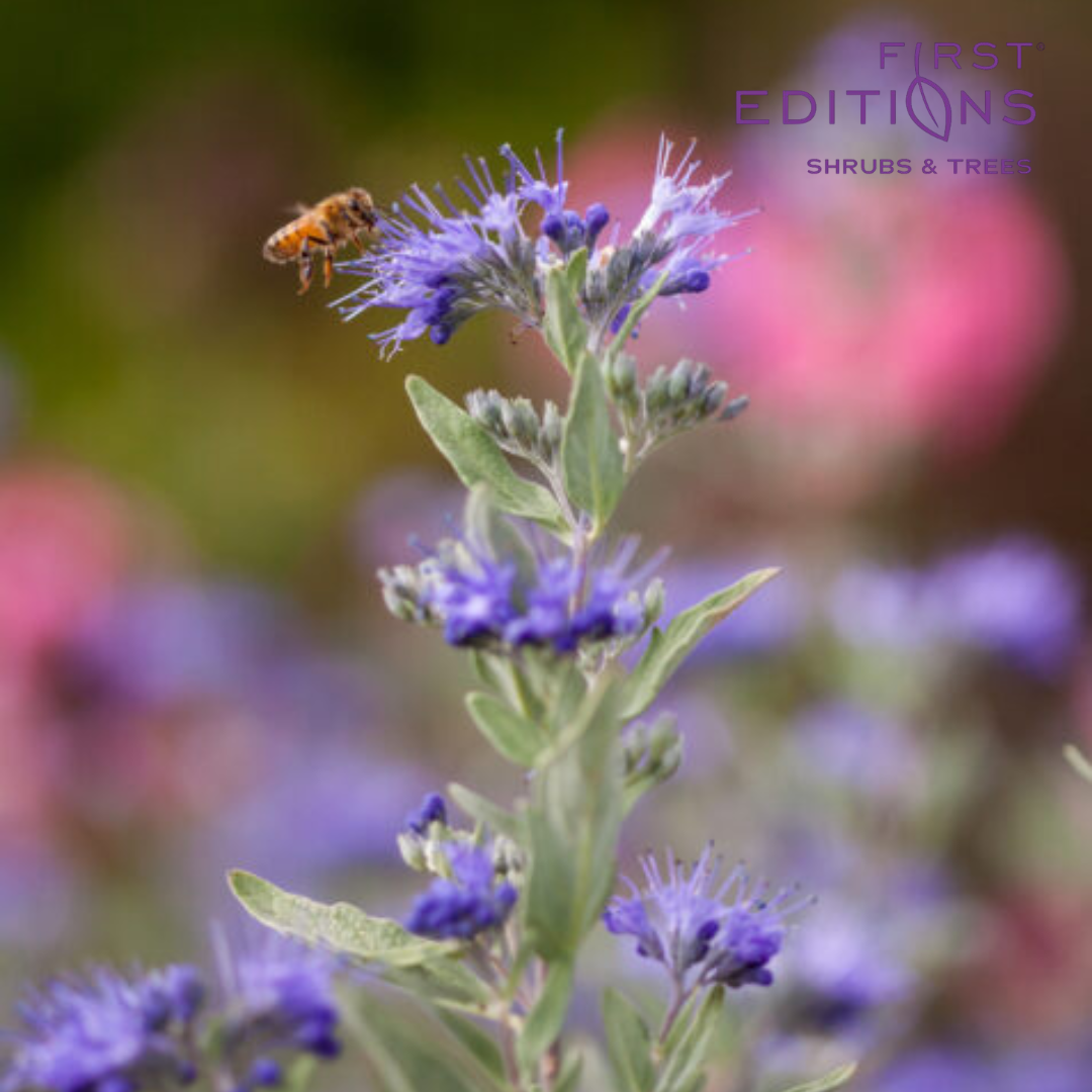 Sapphire Surf™ Bluebeard | Caryopteris x clandonensis 'Blauer Splatz'