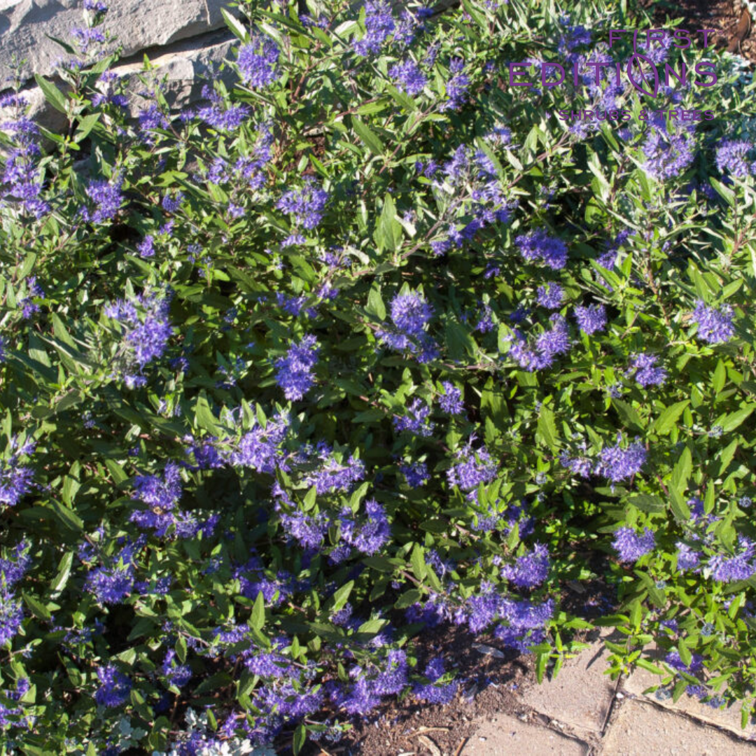 Sapphire Surf™ Bluebeard | Caryopteris x clandonensis 'Blauer Splatz'
