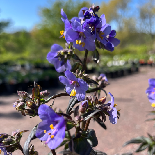 Purple Rain Jacob's Ladder | Polemonium yezoense