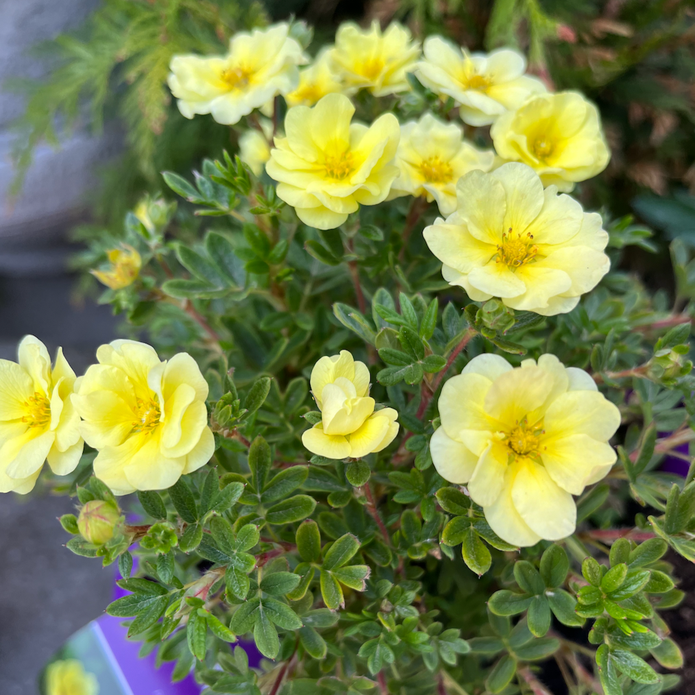 Lemon Meringue Potentilla | Potentilla fruticosa